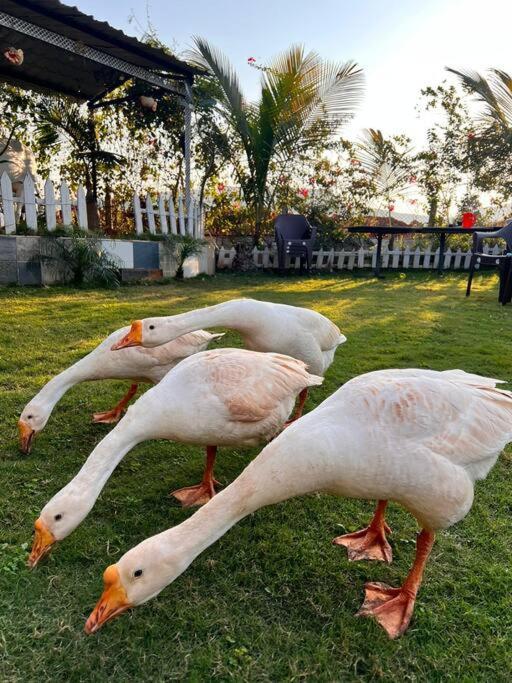 Nethersole Dam Saifarms Private Farmhouse Between Pune & Lonavala מראה חיצוני תמונה